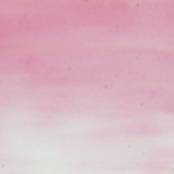 Rose pâle